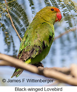 Black-winged Lovebird - © James F Wittenberger and Exotic Birding LLC