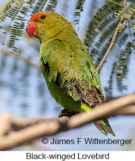 Black-winged Lovebird - © James F Wittenberger and Exotic Birding LLC