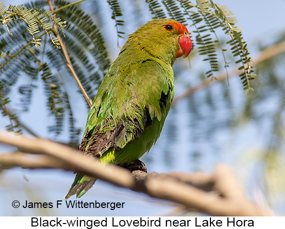 Black-winged Lovebird - © James F Wittenberger and Exotic Birding LLC Black-winged Lovebird - © James F Wittenberger and Exotic Birding LLC