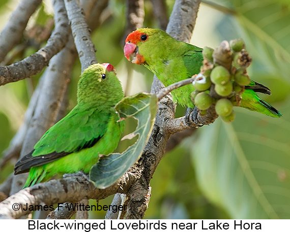 Black-winged Lovebird - © James F Wittenberger and Exotic Birding LLC