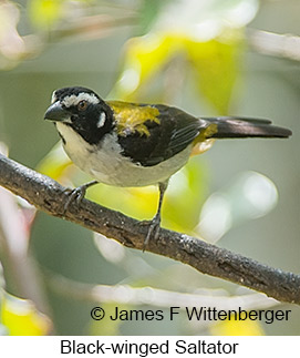Black-winged Saltator - © James F Wittenberger and Exotic Birding LLC