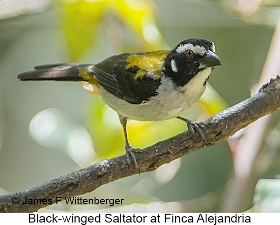 Black-winged Saltator - © James F Wittenberger and Exotic Birding LLC