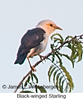 Black-winged Starling - © James F Wittenberger and Exotic Birding LLC