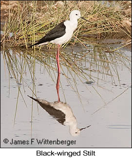 Black-winged Stilt - © James F Wittenberger and Exotic Birding LLC