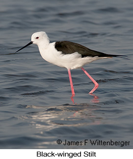 Black-winged Stilt - &copy; James F Wittenberger and Exotic Birding LLC