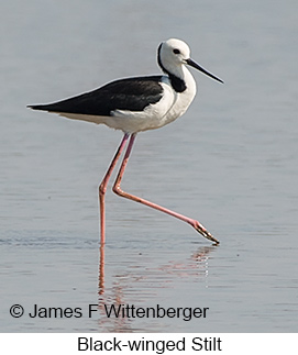 Black-winged Stilt - © James F Wittenberger and Exotic Birding LLC