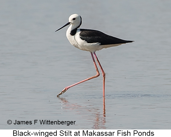 Black-winged Stilt - © James F Wittenberger and Exotic Birding LLC