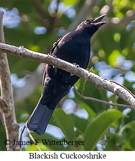 Blackish Cuckooshrike - © James F Wittenberger and Exotic Birding LLC