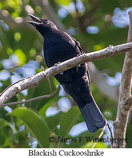 Blackish Cuckooshrike - © James F Wittenberger and Exotic Birding LLC