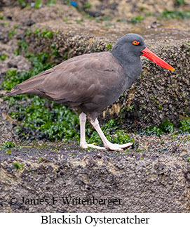 Blackish Oystercatcher - © James F Wittenberger and Exotic Birding LLC