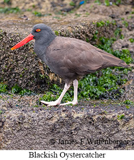 Blackish Oystercatcher - © James F Wittenberger and Exotic Birding LLC