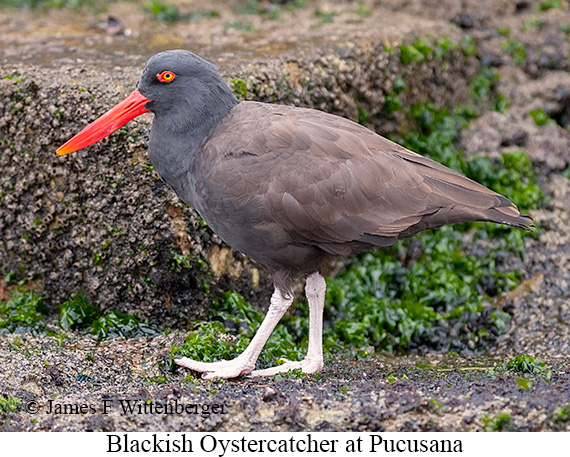Blackish Oystercatcher - © James F Wittenberger and Exotic Birding LLC