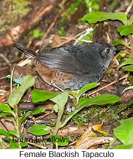 Blackish Tapaculo - © Laura L Fellows and Exotic Birding LLC