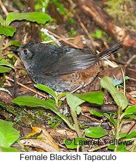 Blackish Tapaculo - © Laura L Fellows and Exotic Birding LLC Blackish Tapaculo - © Laura L Fellows and Exotic Birding LLC