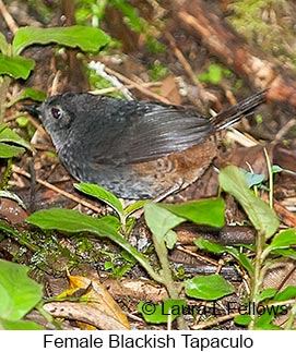 Blackish Tapaculo - © Laura L Fellows and Exotic Birding LLC