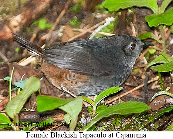 Female Blackish Tapaculo - &copy; James F Wittenberger and Exotic Birding LLC