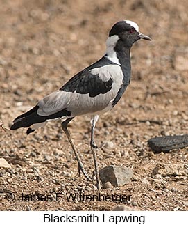 Blacksmith Lapwing - © James F Wittenberger and Exotic Birding LLC