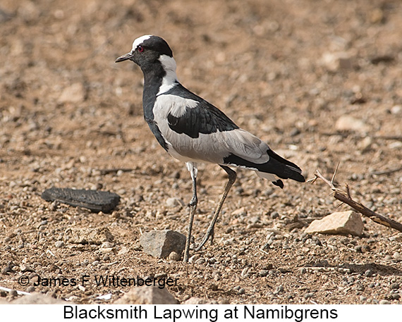 Blacksmith Lapwing - © James F Wittenberger and Exotic Birding LLC