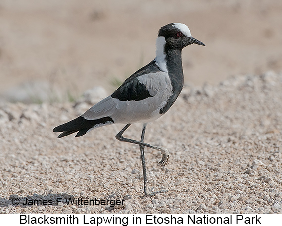 Blacksmith Lapwing - © James F Wittenberger and Exotic Birding LLC
