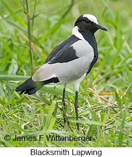 Blacksmith Lapwing - © James F Wittenberger and Exotic Birding LLC