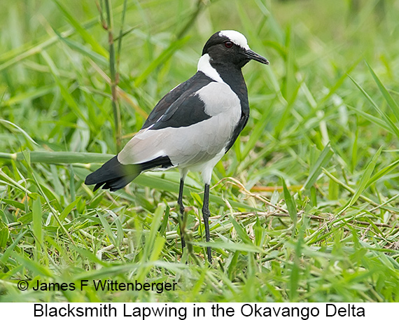 Blacksmith Lapwing - © James F Wittenberger and Exotic Birding LLC