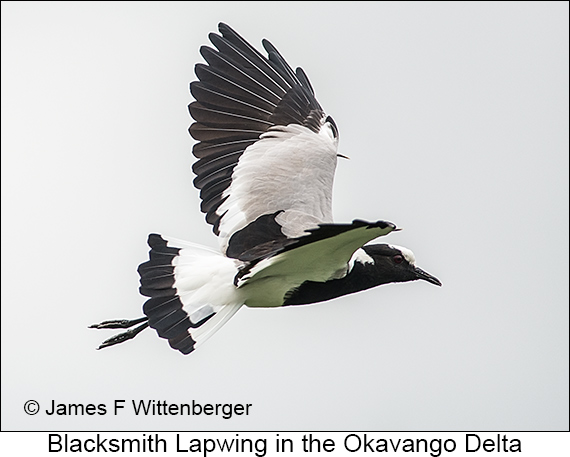 Blacksmith Lapwing - © James F Wittenberger and Exotic Birding LLC