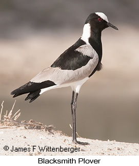 Blacksmith Lapwing - © James F Wittenberger and Exotic Birding LLC Blacksmith Lapwing - © James F Wittenberger and Exotic Birding LLC