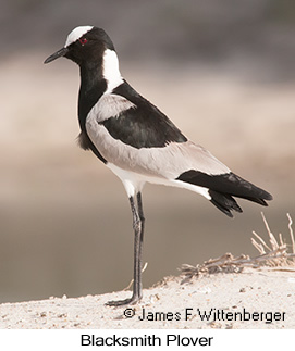 Blacksmith Lapwing - © James F Wittenberger and Exotic Birding LLC