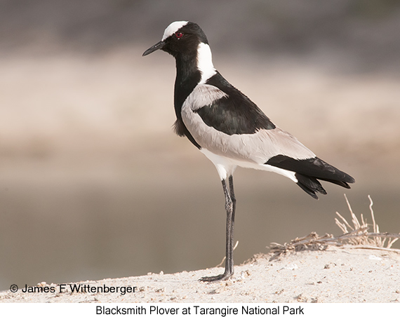 Blacksmith Lapwing - © James F Wittenberger and Exotic Birding LLC