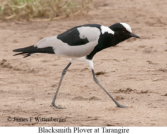 Blacksmith Lapwing - © James F Wittenberger and Exotic Birding LLC