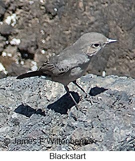 Blackstart - © James F Wittenberger and Exotic Birding LLC