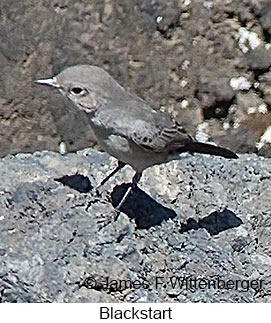 Blackstart - © James F Wittenberger and Exotic Birding LLC Blackstart - © James F Wittenberger and Exotic Birding LLC