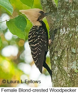Blond-crested Woodpecker - © Laura L Fellows and Exotic Birding LLC