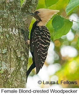 Blond-crested Woodpecker - © Laura L Fellows and Exotic Birding LLC
