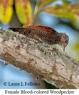 Blood-colored Woodpecker - © Laura L Fellows and Exotic Birding LLC