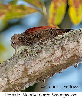 Blood-colored Woodpecker - © Laura L Fellows and Exotic Birding LLC