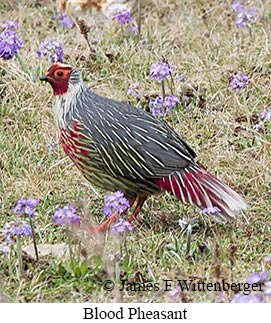 Blood Pheasant - © James F Wittenberger and Exotic Birding LLC