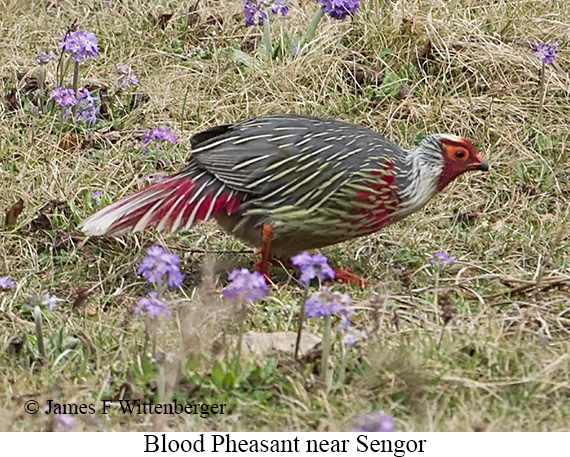Blood Pheasant - © James F Wittenberger and Exotic Birding LLC