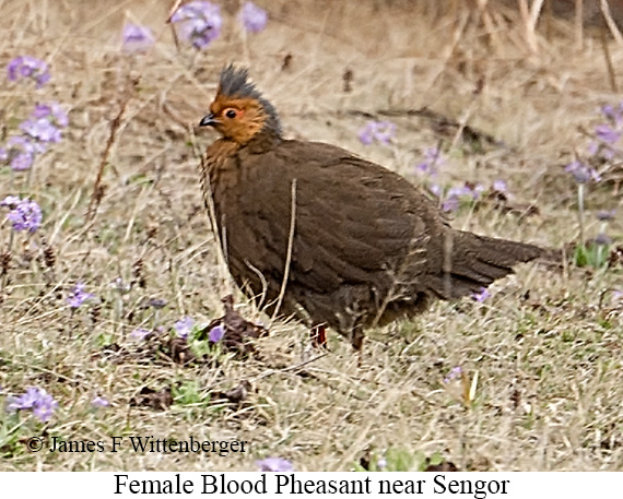 Female Blood Pheasant - © James F Wittenberger and Exotic Birding LLC
