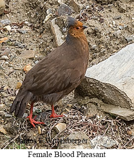 Female Blood Pheasant - &copy; James F Wittenberger and Exotic Birding LLC