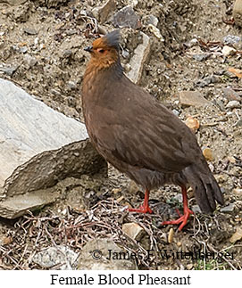 Female Blood Pheasant - © James F Wittenberger and Exotic Birding LLC