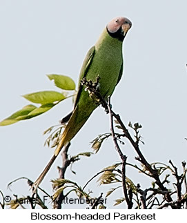 Blossom-headed Parakeet - © James F Wittenberger and Exotic Birding LLC