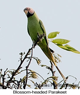Blossom-headed Parakeet - © James F Wittenberger and Exotic Birding LLC