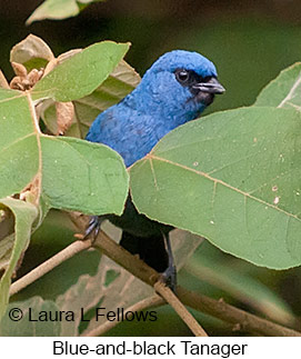 Blue-and-black Tanager - © Laura L Fellows and Exotic Birding LLC Blue-and-black Tanager - © Laura L Fellows and Exotic Birding LLC