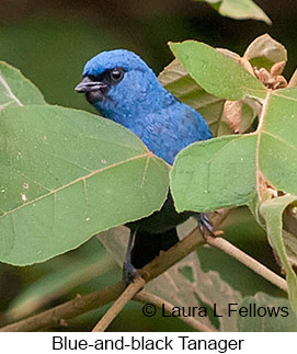 Blue-and-black Tanager - © Laura L Fellows and Exotic Birding LLC