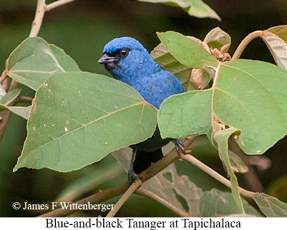Blue-and-black Tanager - &copy; James F Wittenberger and Exotic Birding LLC