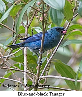 Blue-and-black Tanager - © James F Wittenberger and Exotic Birding LLC Blue-and-black Tanager - © James F Wittenberger and Exotic Birding LLC