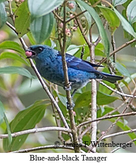 Blue-and-black Tanager - © James F Wittenberger and Exotic Birding LLC