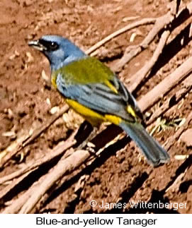Blue-and-yellow Tanager - © James F Wittenberger and Exotic Birding LLC