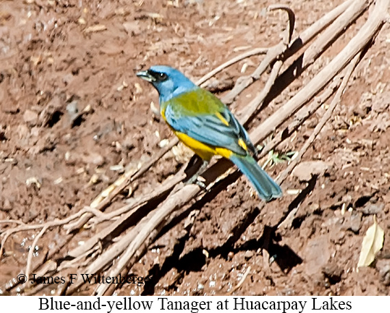 Blue-and-yellow Tanager - &copy; James F Wittenberger and Exotic Birding LLC